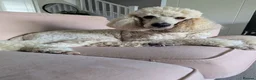Standard Poodle dogs for sale: Beautiful Loving Girl  - Advert 2