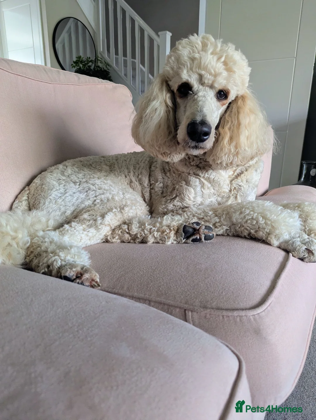 Standard Poodle dogs for sale: Beautiful Loving Girl  - Advert 2