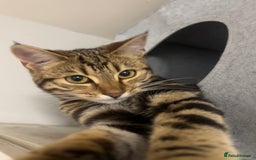 Bengal cats for sale: Female bengal kitten in London - Image 2