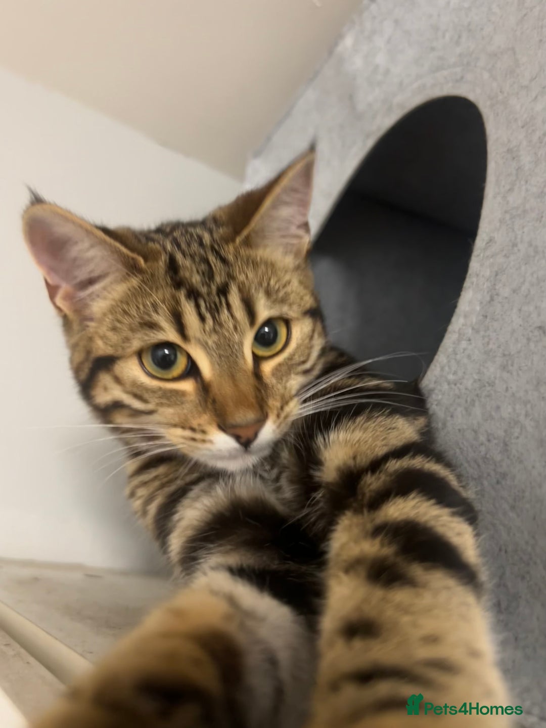 Bengal cats for sale: Female bengal kitten in London - Image 2