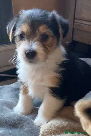 Jack Russell dogs Absolutely stunning litter of puppies - Advert 12