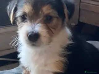 Jack Russell dogs Absolutely stunning litter of puppies - Advert 12
