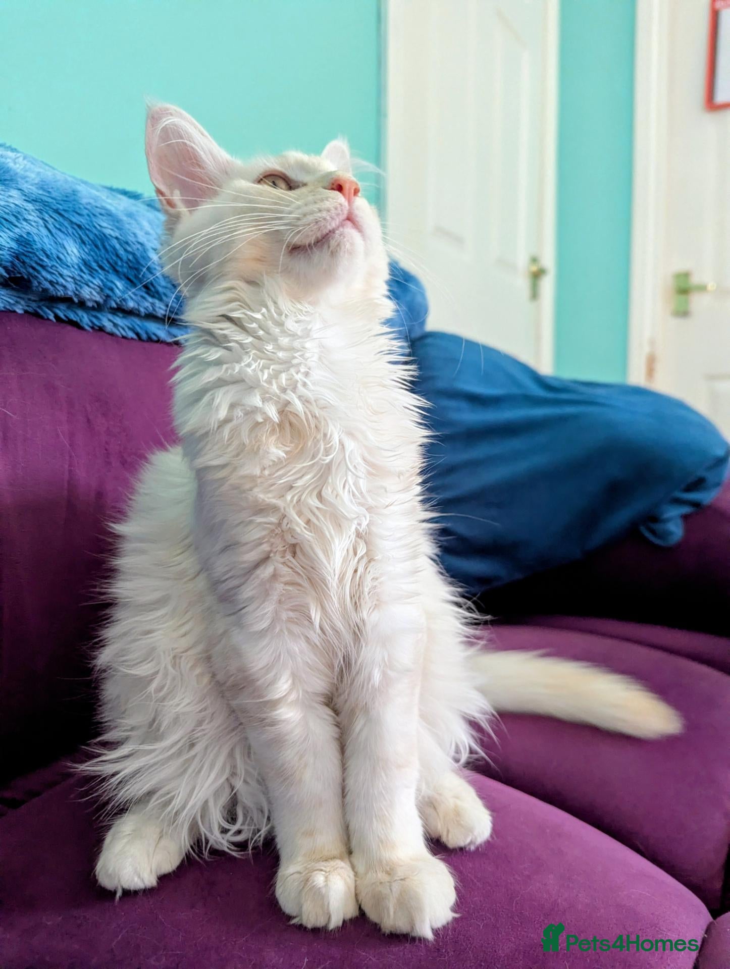 Maine Coon cats Pedigreed Maine Coon kittens - Advert 1