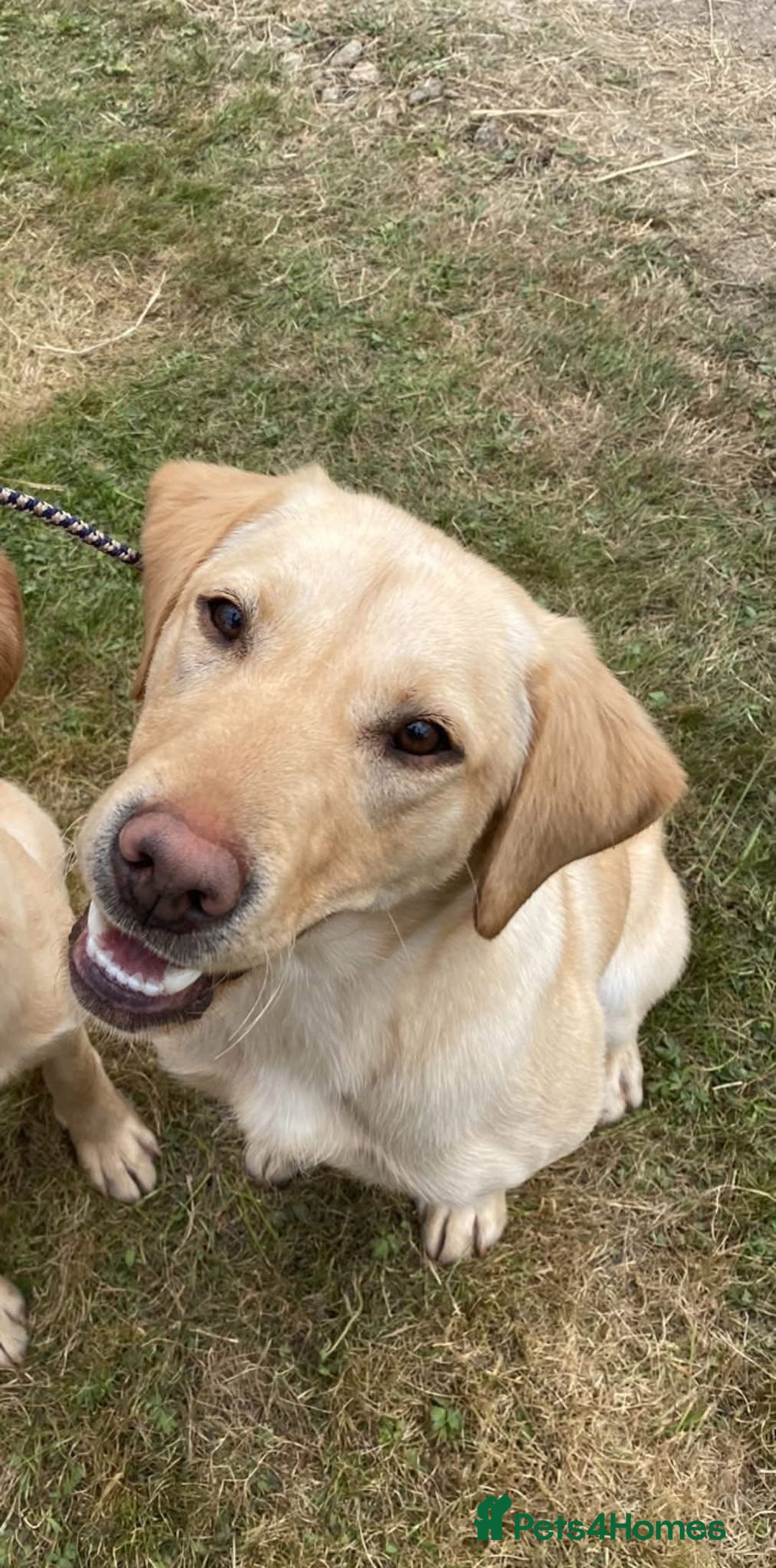 Labrador Retriever dogs for sale: Field Trial Bred Labrador - 1 Dog Pup available  - Image 6