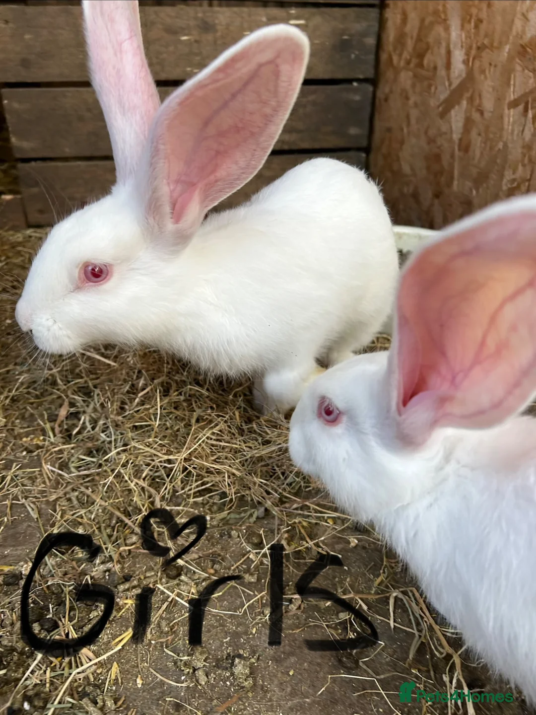 Continental Giant rabbits for sale: Gorgeous continental giant rabbits in Melton Constable - Advert 5