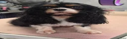 Cavalier King Charles Spaniel dogs for sale: KC Cavalier King Charles Spaniel's puppies  - Advert 1