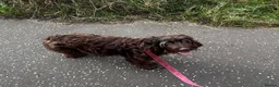 Cockapoo dogs for adoption: ***FERN RESCUE* 4YO COCKAPOOFOR ADOPTION*** - Advert 2
