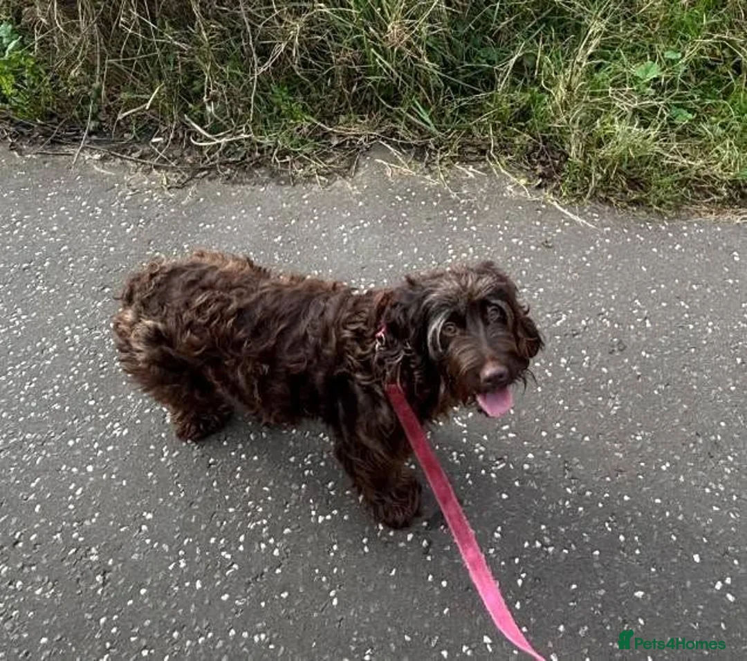 Cockapoo dogs for adoption: ***FERN RESCUE* 4YO COCKAPOOFOR ADOPTION*** - Advert 2