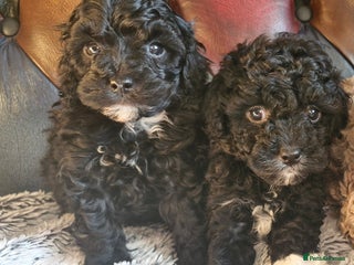 Cavapoo dogs Gorgeous f1bb Multicolour Cavapoo pups - Advert 1