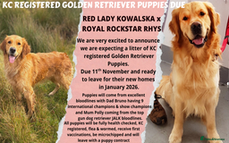 Golden Retriever dogs for sale: Confirmed litter of KC Golden Retriever puppies - Image 1