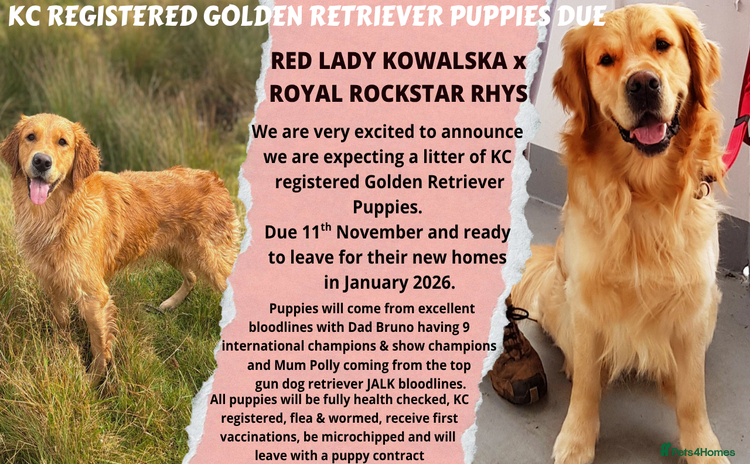 Golden Retriever dogs - Advert 11