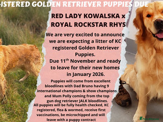 Golden Retriever dogs - Advert 25