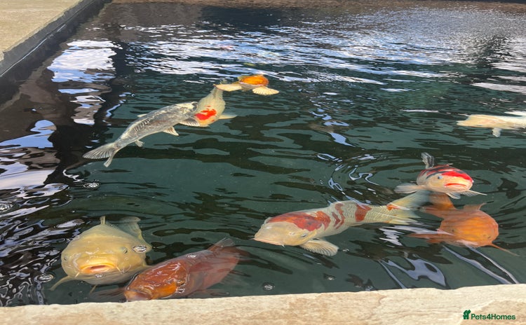 Koi Carp fish - Advert 1