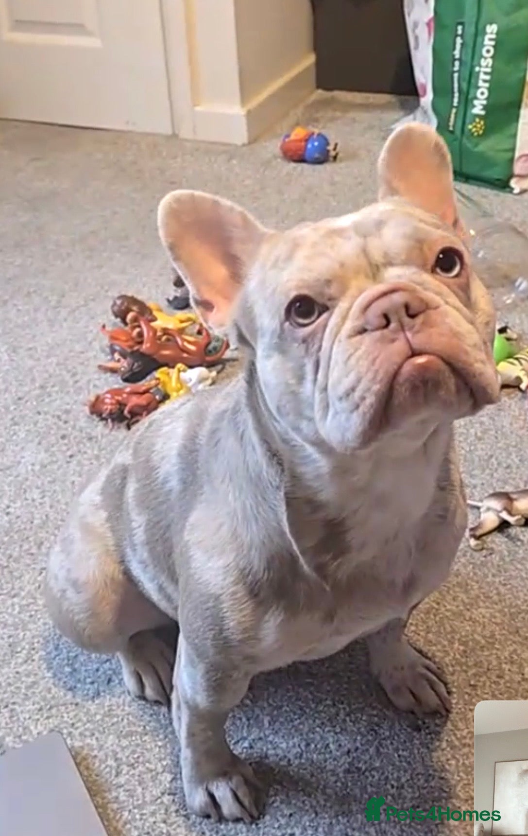 French Bulldog dogs 🩷DWKC Newshade Isabella Merle 🩷 - Advert 7