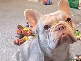 French Bulldog dogs 🩷DWKC Newshade Isabella Merle 🩷 - Advert 15