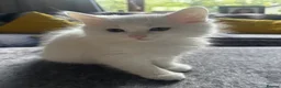 Turkish Angora cats for sale: Turkish angora kittens  - Advert 3