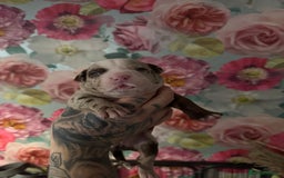 American Bully dogs for sale: American Bully Pups - Image 12