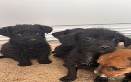 Jack Russell dogs for sale: Jackrussell puppies for sale - Image 2