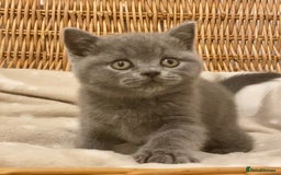 British Shorthair cats for sale: 🧸EXCEPTIONAL QUALITY PURE BREED BSH TEDDY BEARS🧸 - Advert 13