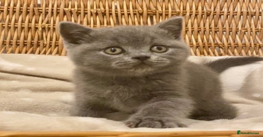 British Shorthair cats 🧸EXCEPTIONAL QUALITY PURE BREED BSH TEDDY BEARS🧸 - Advert 9