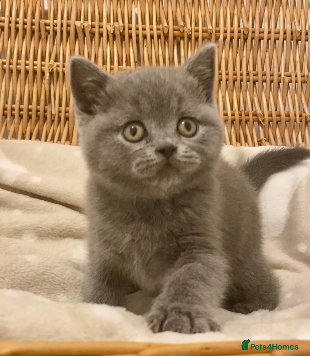 British Shorthair cats for sale: 🧸EXCEPTIONAL QUALITY PURE BREED BSH TEDDY BEARS🧸 - Advert 13