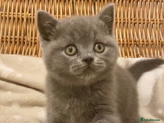 British Shorthair cats 🧸EXCEPTIONAL QUALITY PURE BREED BSH TEDDY BEARS🧸 - Advert 4
