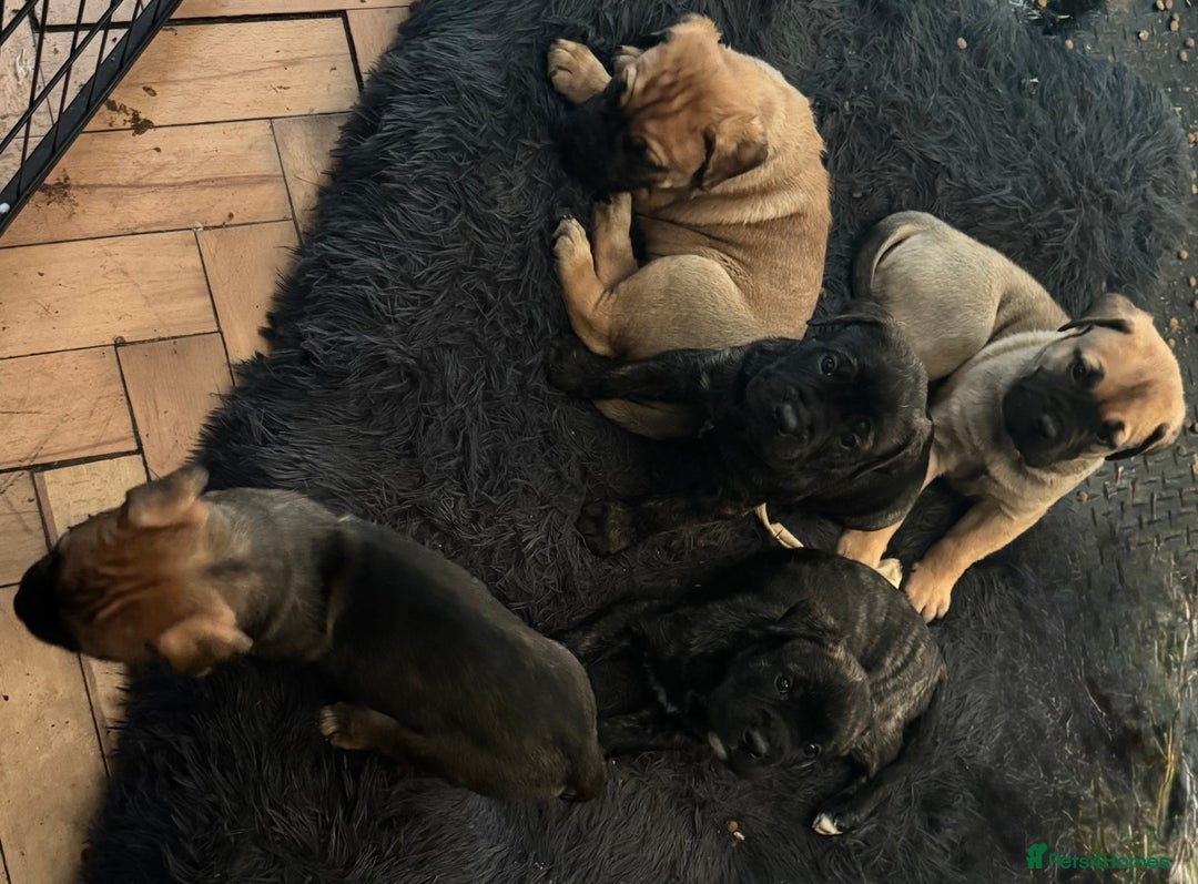 Mixed Breed dogs for sale: American Staff x Bullmastiff Pups  - Advert 2