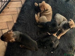 Mixed Breed dogs - Advert 3