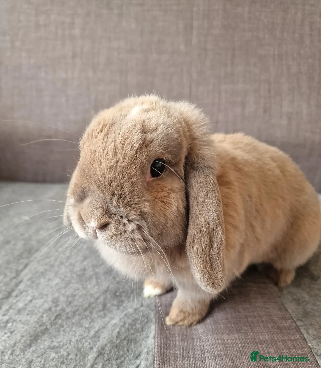 Mini Lop rabbits for sale: House Rabbit Needing Forever Home in Abergele - Advert 1