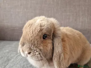 Mini Lop rabbits House Rabbit Needing Forever Home - Advert 2
