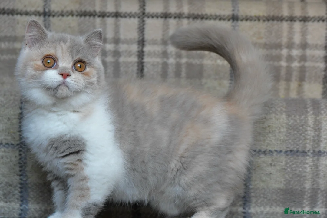 British Shorthair cats for sale: Lilac Tortie & White British Shorthair  - Advert 12