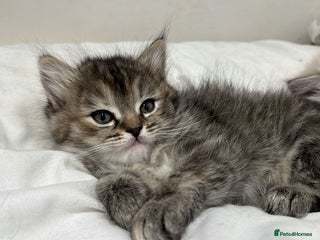 Himalayan cats Himalayan Persian and ragdoll mix - Advert 1