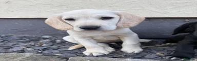 Cockerdor 1 