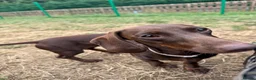 Miniature Dachshund dogs for sale: Miniature Dachshund for Rehome - Advert 7