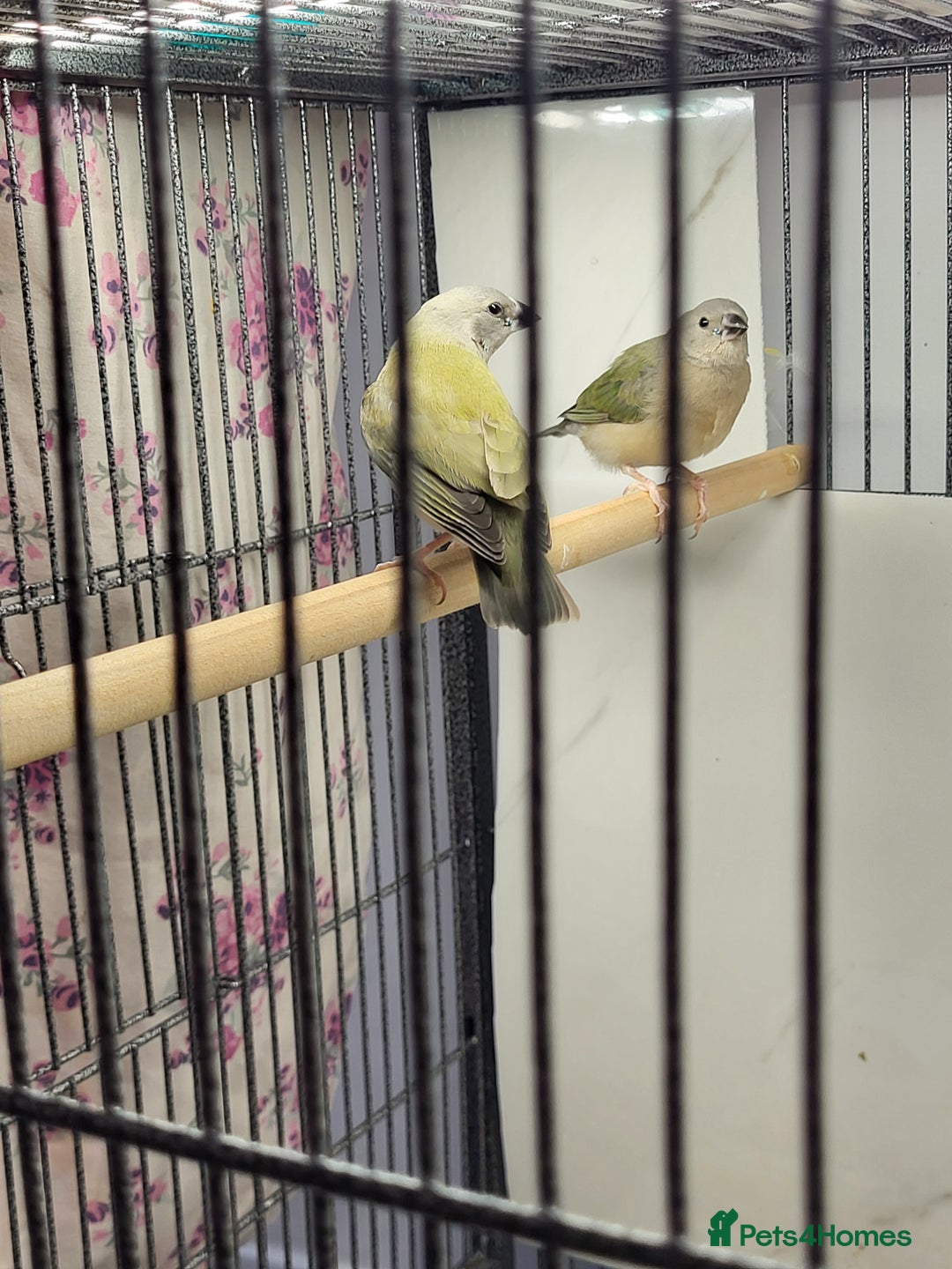 Finches birds for sale: Young gouldian finches - Advert 4