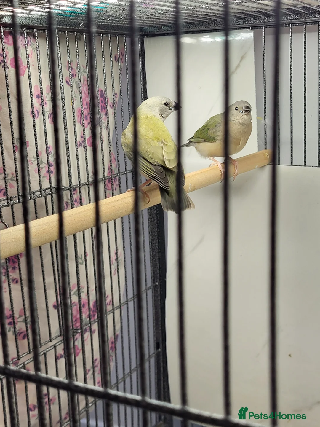 Finches birds for sale: Young gouldian finches - Advert 4