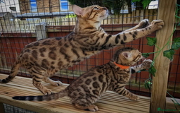 Bengal cats for sale: 🖤🤎🧡🤍Bengal sisters🤍🧡🤎🖤 - Image 5