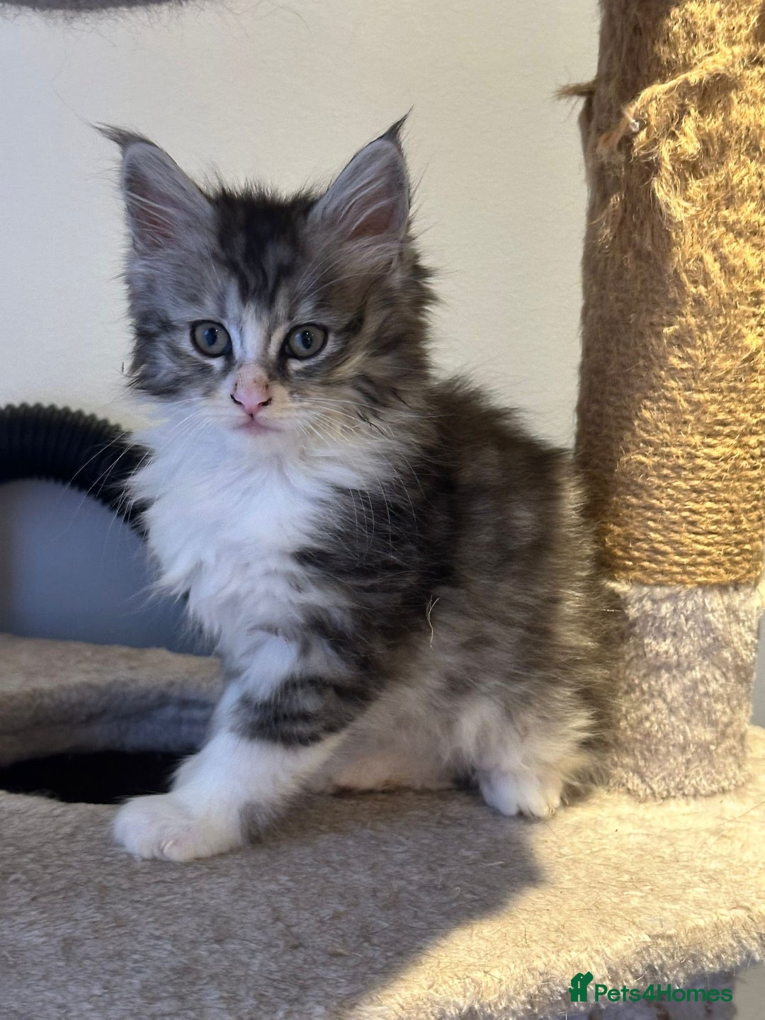Maine Coon cats for sale: Stunning Mainecoon Kittens - Advert 1