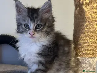 Maine Coon cats Stunning Mainecoon Kittens - Advert 5