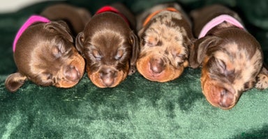 Miniature Dachshund dogs - Advert 3