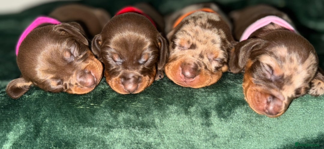 Miniature Dachshund dogs for sale: ‼️‼️Miniature Dachshund Puppies ‼️‼️ - Image 3