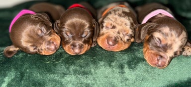 Miniature Dachshund dogs - Advert 6