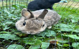 Netherland Dwarf rabbits for sale: 3 Netherland dwarf rabbits  - Image 4