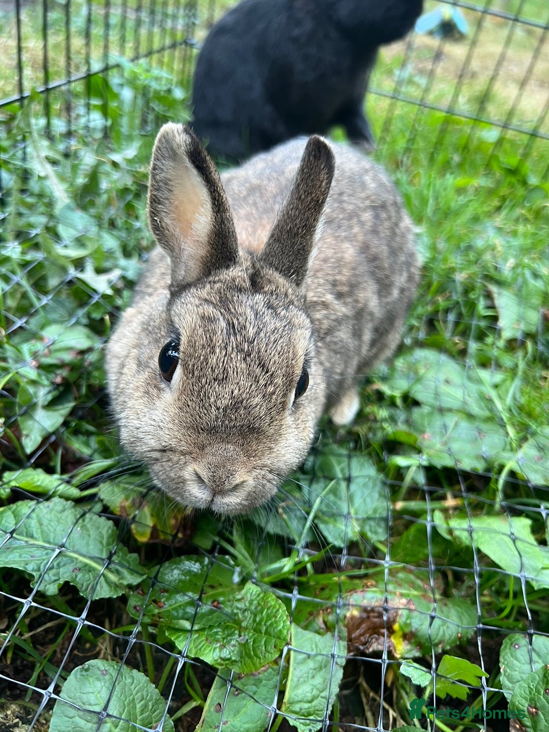 Netherland Dwarf rabbits for sale: 3 Netherland dwarf rabbits  - Image 4