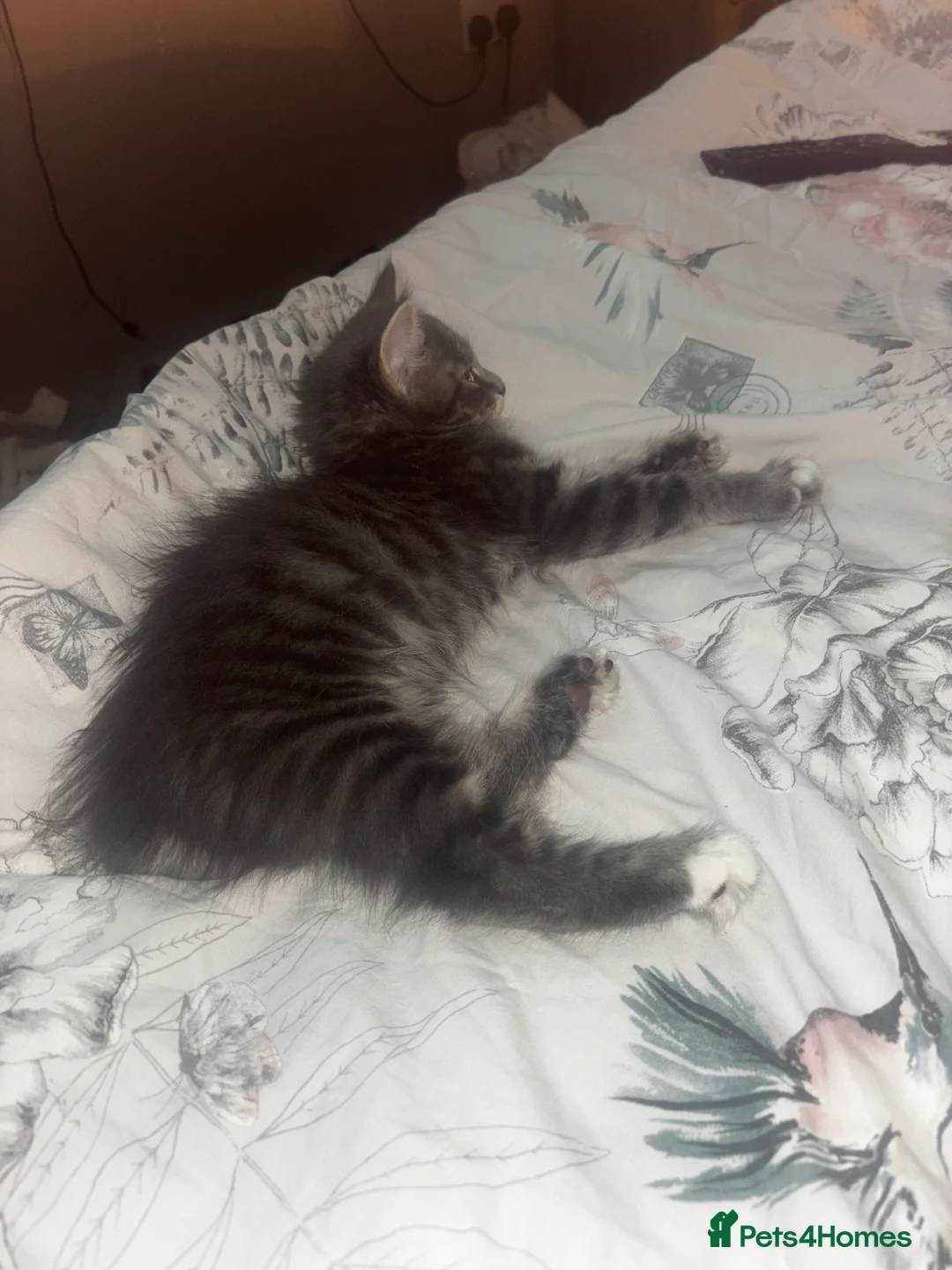 British Longhair cats for sale: Gorgeous boy  - Advert 6