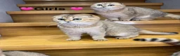 Scottish Fold cats for sale: TICA Registered Scottish Fold & Straight kittens - Advert 20