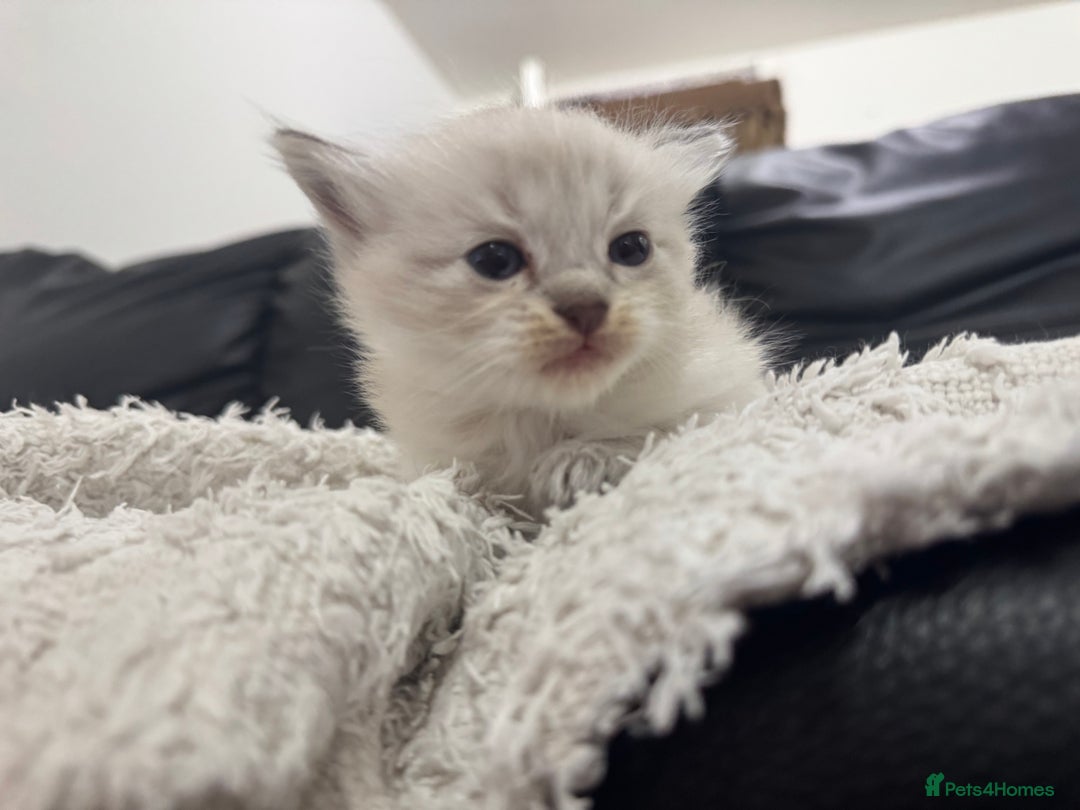 Ragdoll cats for sale: Ragdolls  - Image 7