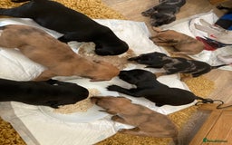 Mixed Breed dogs for sale: Dachshund cross Patterdale - Image 23