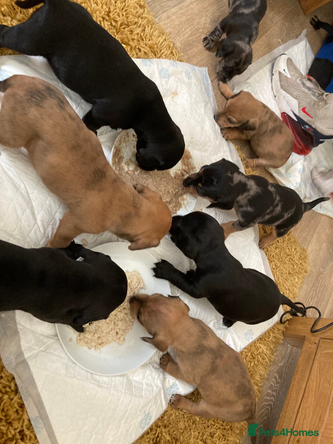 Mixed Breed dogs for sale: Dachshund cross Patterdale - Image 23
