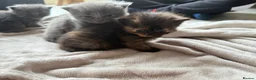 Mixed Breed cats for sale: 6 kittens  - Advert 2